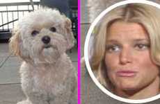 OMG! A Daisy, la mascota de Jessica Simpson, se la llevo un coyote