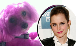 Emma Watson pintó a su perrito de rosado? WHAT?