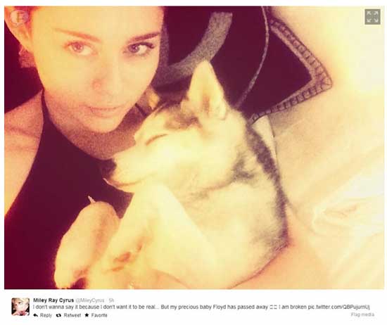 miley tweet floyd