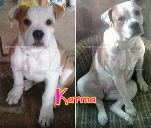 justin bieber dog karma