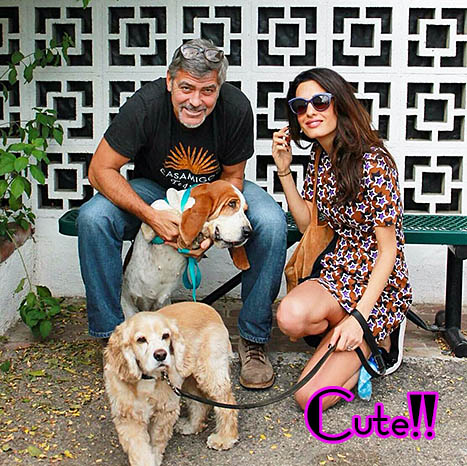 george clooney amal alamuding adoptan perro