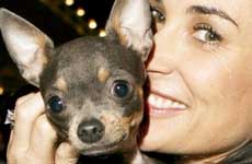 Demi Moore acupuntura a su chihuahua