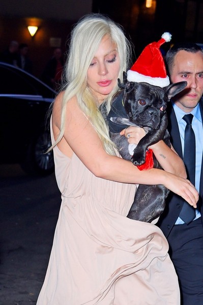 Lady Gaga Taylor Kinney Carry Their dog