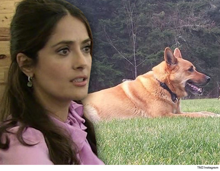 salma hayek dog tmz instagram