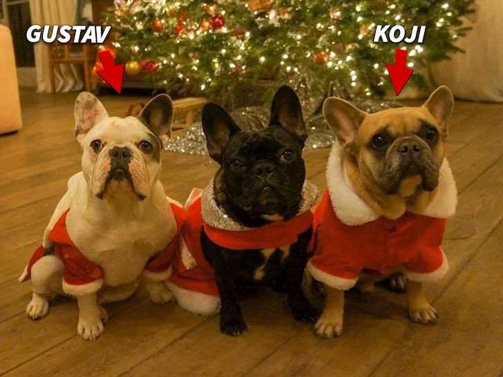 Perritos de Lady Gaga - French Bulldogs