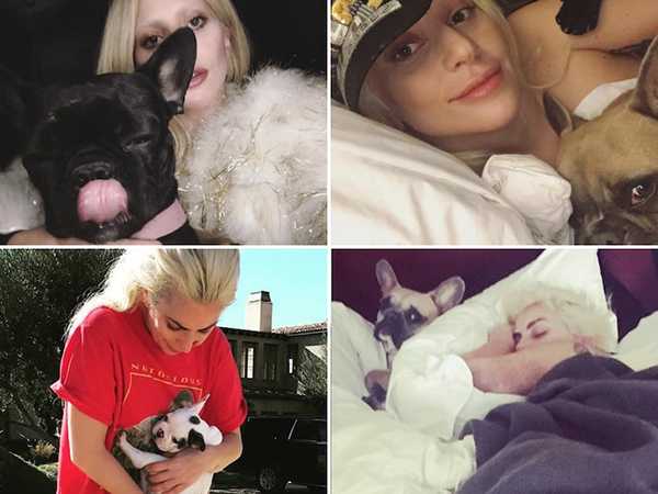 Robaron los perritos de Lady Gaga