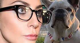 Lady Gaga aún no paga la recompensa por sus perritos