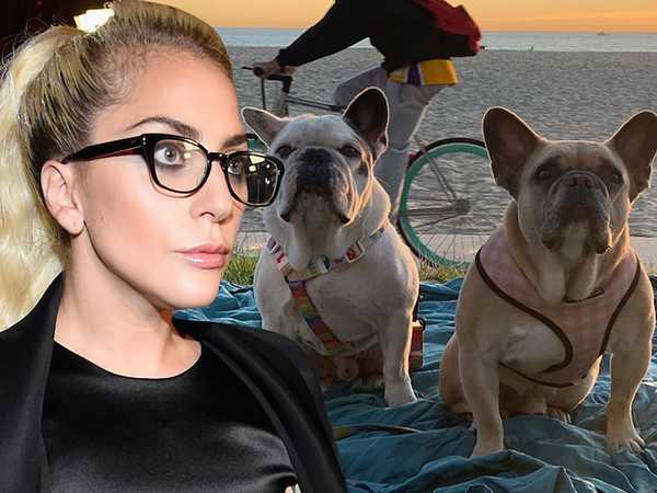 Lady Gaga aún no paga la recompensa por sus perritos