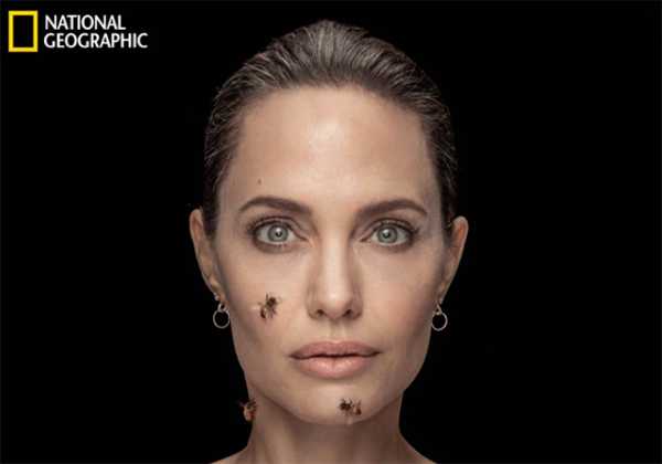 Angelina Jolie cubierta de abejas para National Geographic