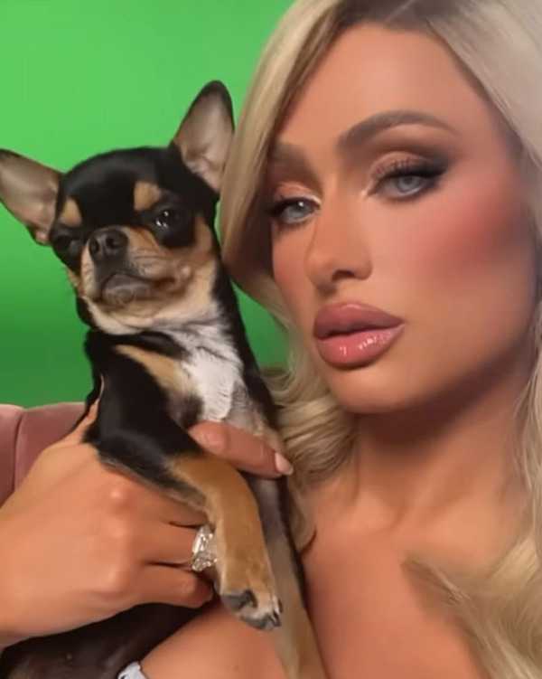 Paris Hilton ofrece recompensa por perrito perdido