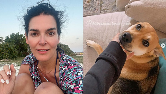 angie harmon denuncia repartidor disparo a su perro